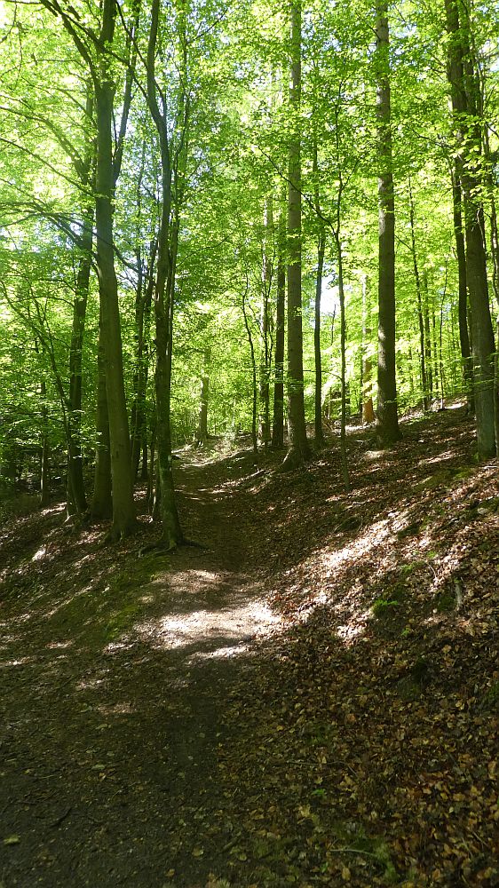 Sauerländer Waldroute