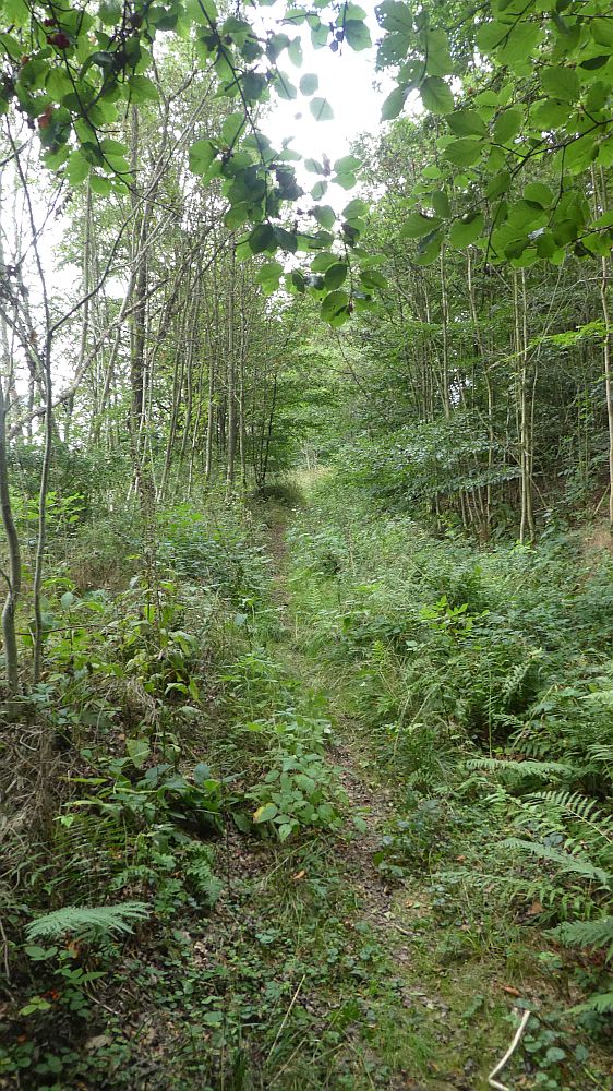 Sauerländer Waldroute