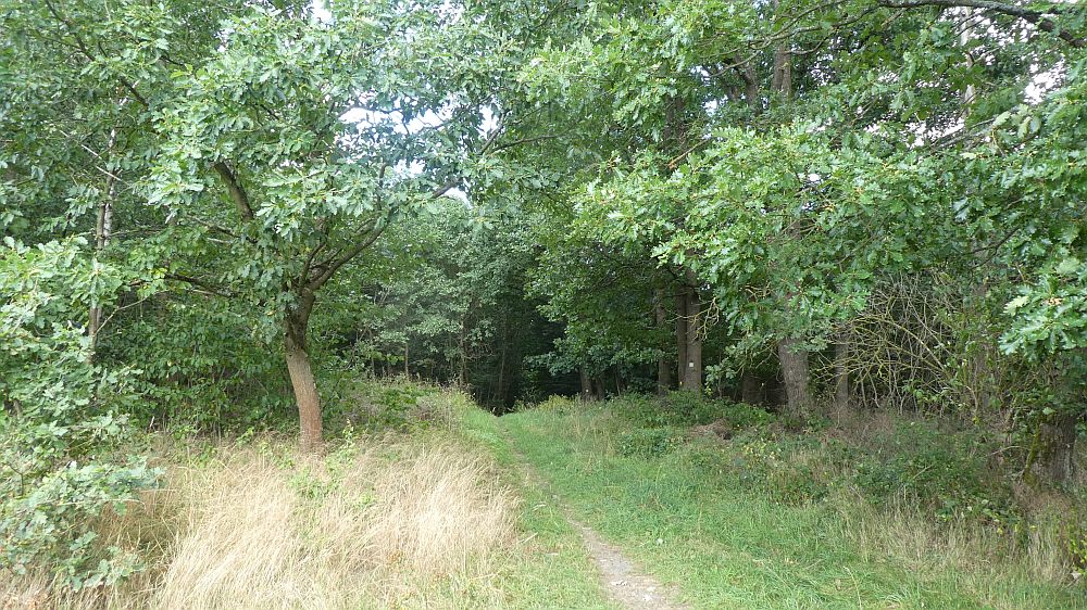 Sauerländer Waldroute
