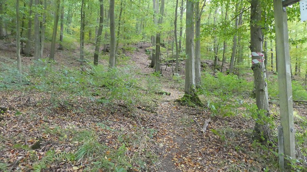 Sauerländer Waldroute