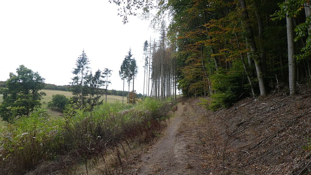 Sauerländer Waldroute