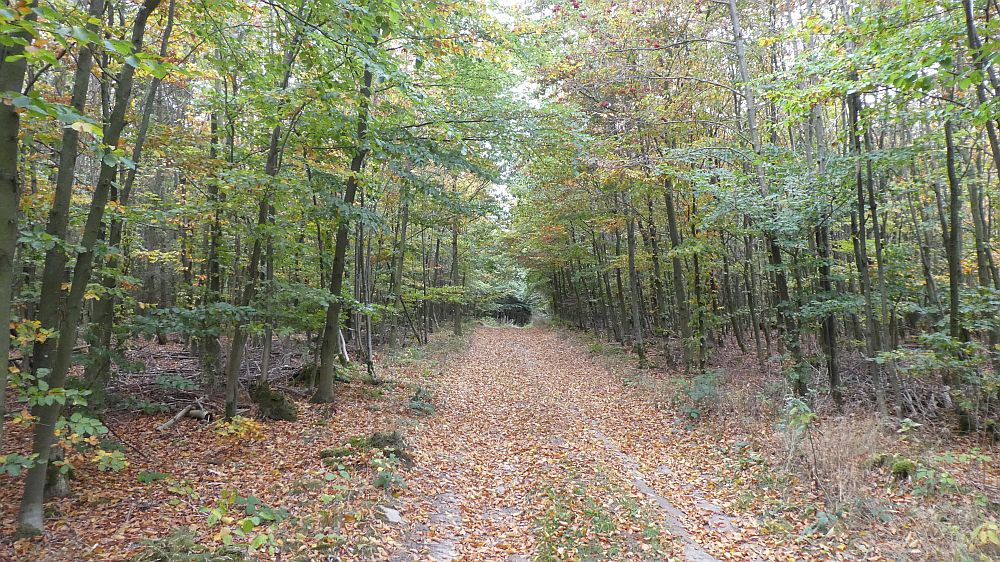 Sauerländer Waldroute