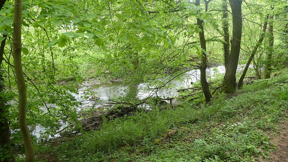 Sauerländer Waldroute
