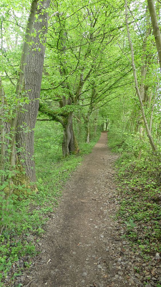 Sauerländer Waldroute