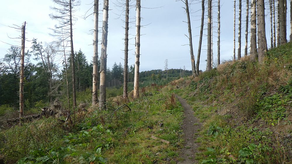 Sauerländer Waldroute