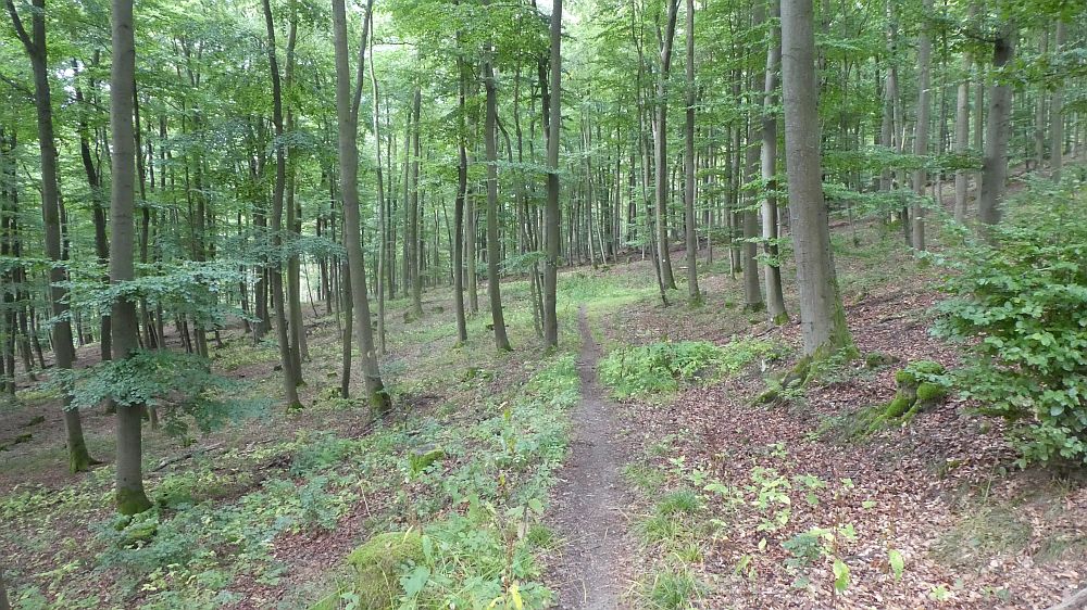 Sauerländer Waldroute