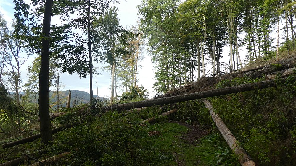 Sauerländer Waldroute