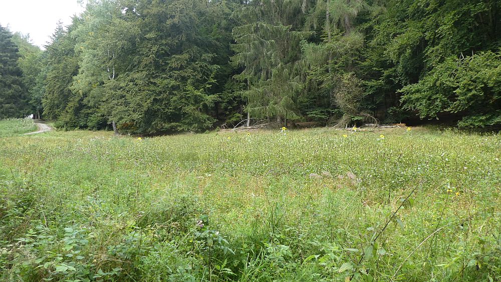 Sauerländer Waldroute