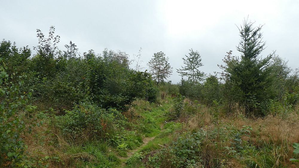 Sauerländer Waldroute