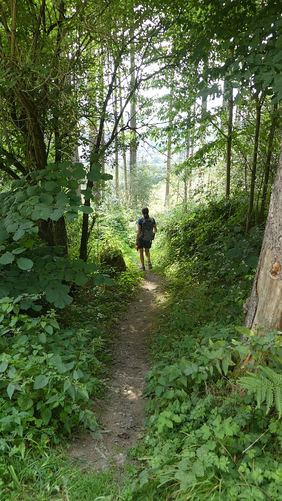 Sauerländer Waldroute