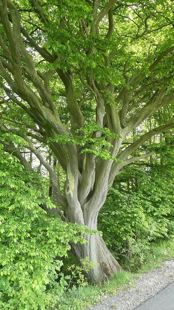 Sauerländer Waldroute
