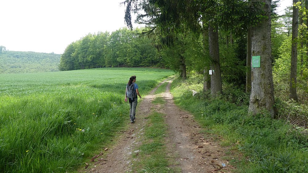 Sauerländer Waldroute