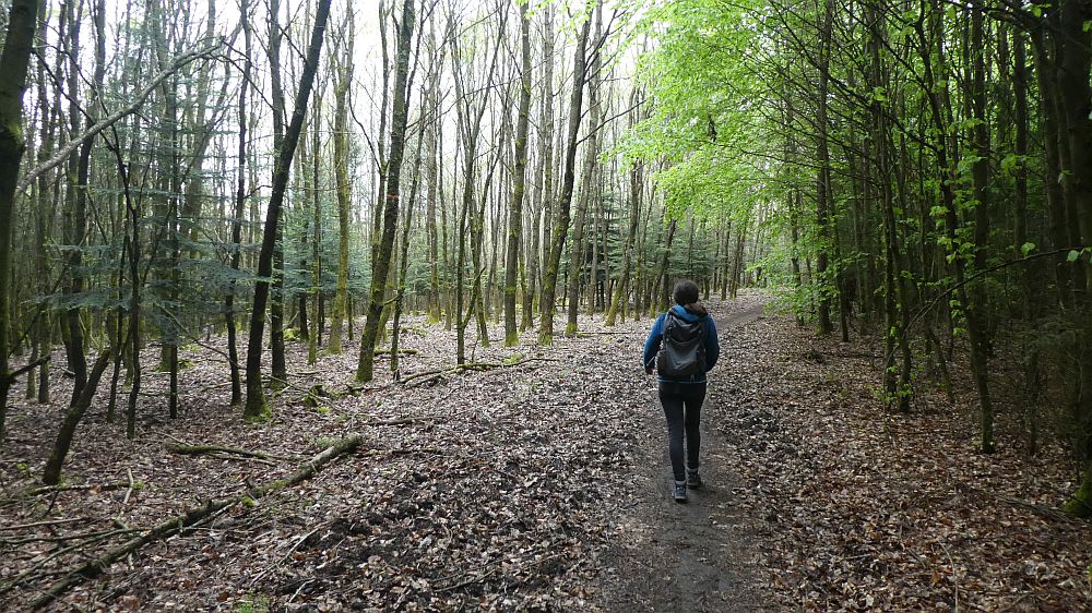 Sauerländer Waldroute