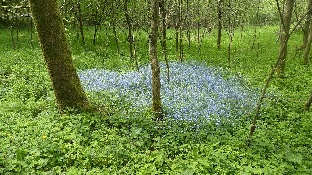 Sauerländer Waldroute