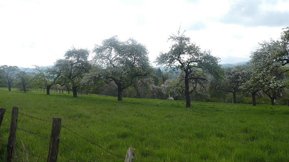 Sauerländer Waldroute