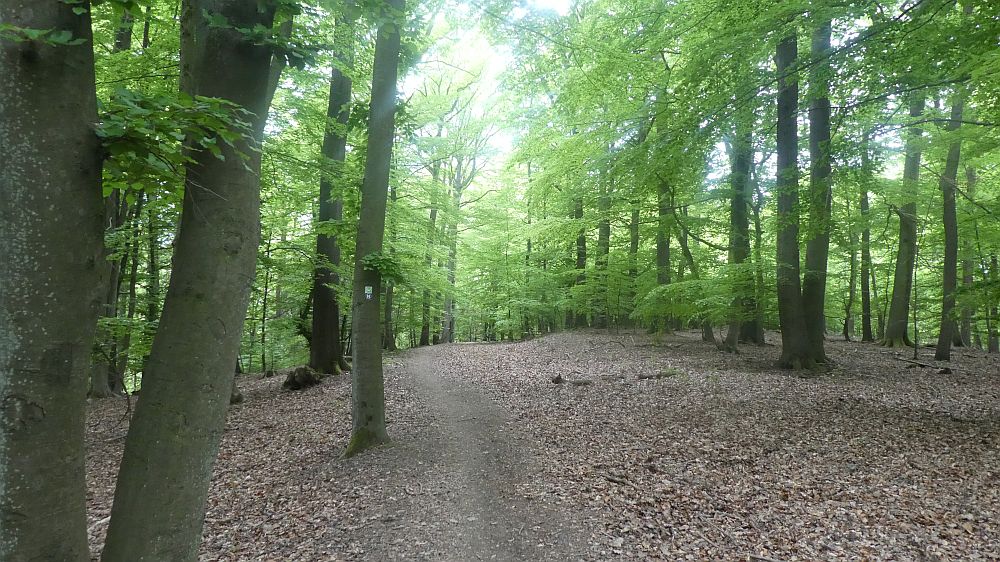 Sauerländer Waldroute