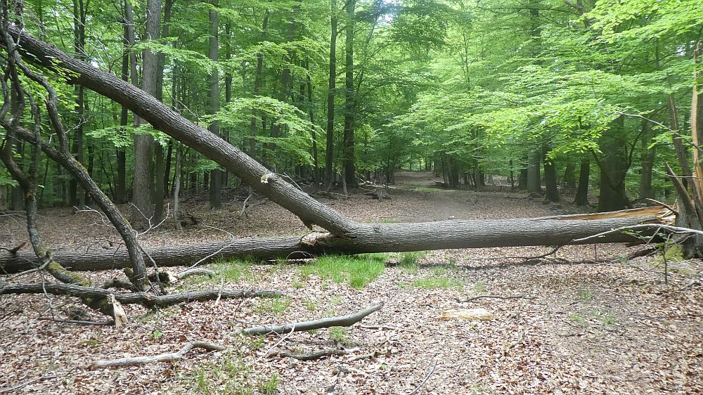 Sauerländer Waldroute