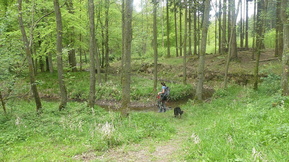 Sauerländer Waldroute