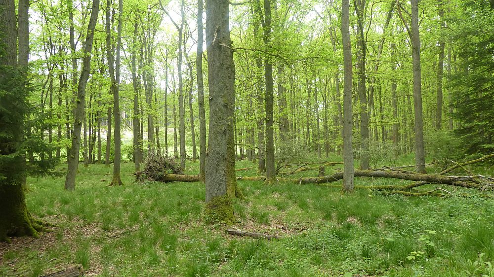 Sauerländer Waldroute