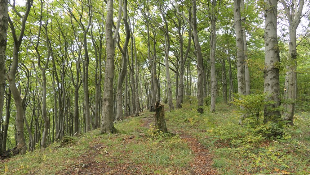 Weserberglandweg