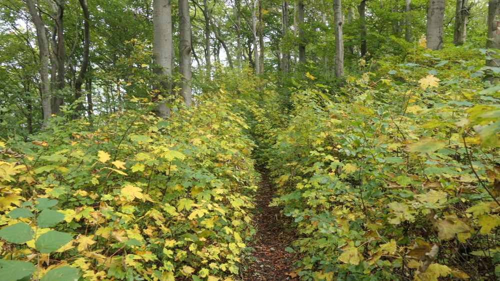 Weserberglandweg