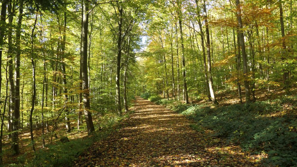 Weserberglandweg