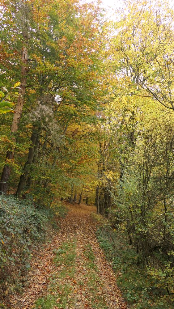 Weserberglandweg