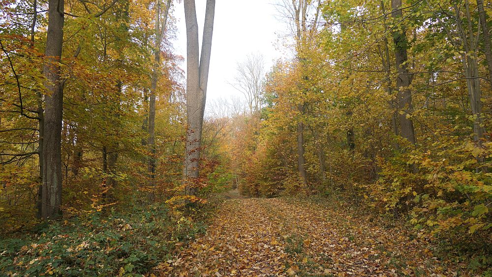 Weserberglandweg