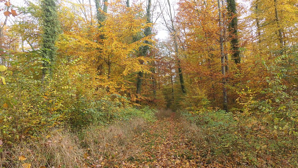 Weserberglandweg