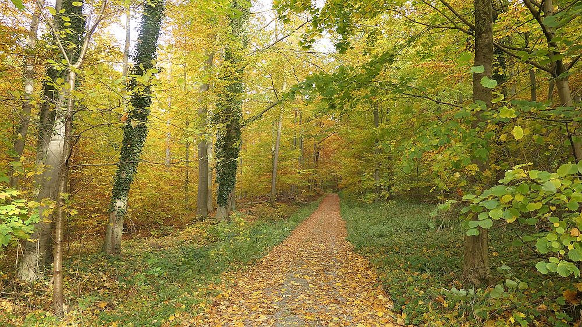 Weserberglandweg