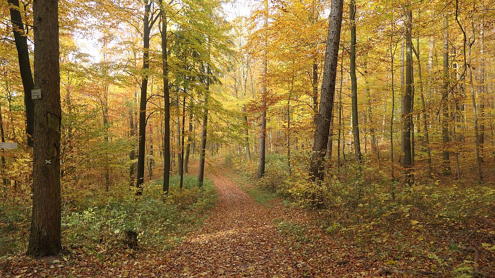 Weserberglandweg