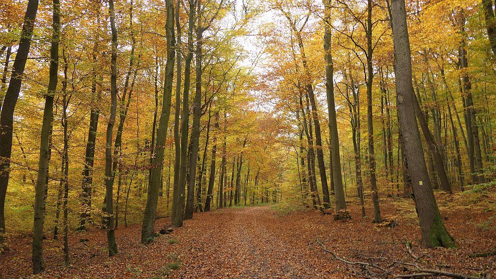 Weserberglandweg