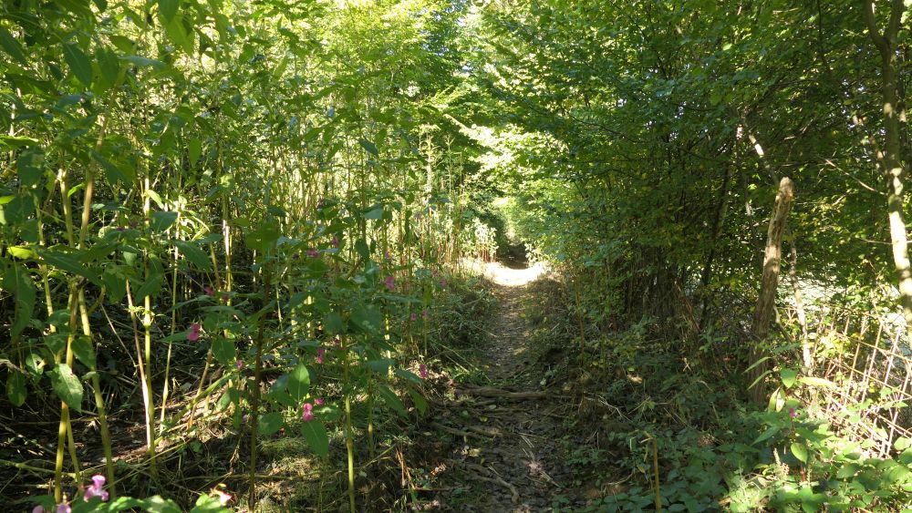Weserberglandweg