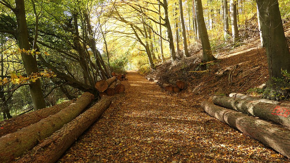 Weserberglandweg