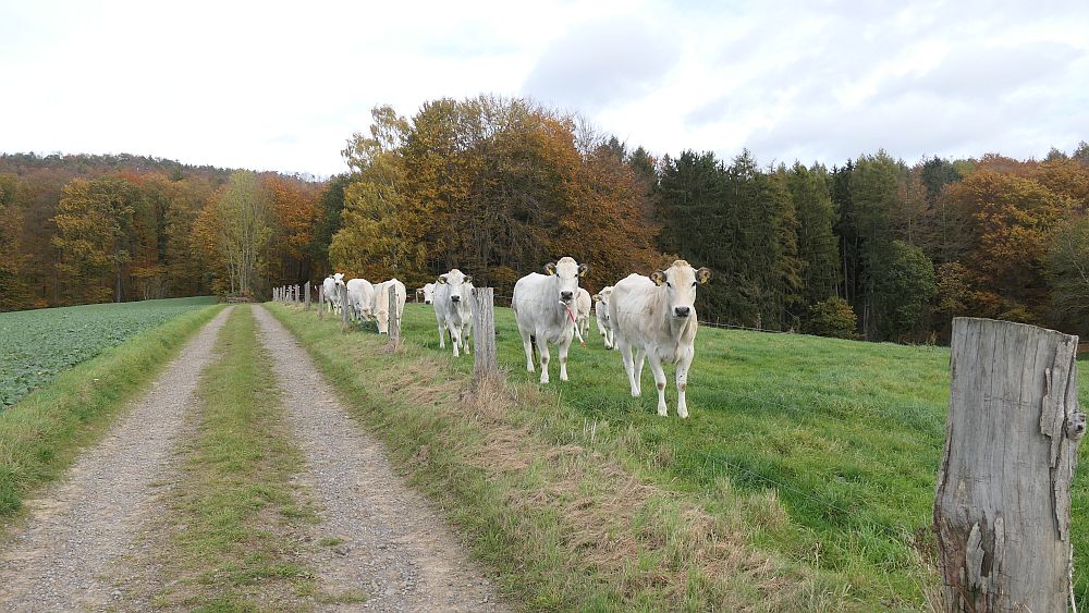 Weserberglandweg