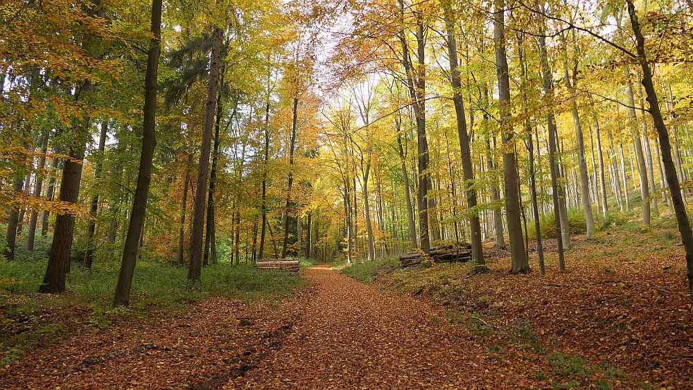 Weserberglandweg