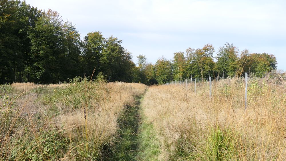 Weserberglandweg