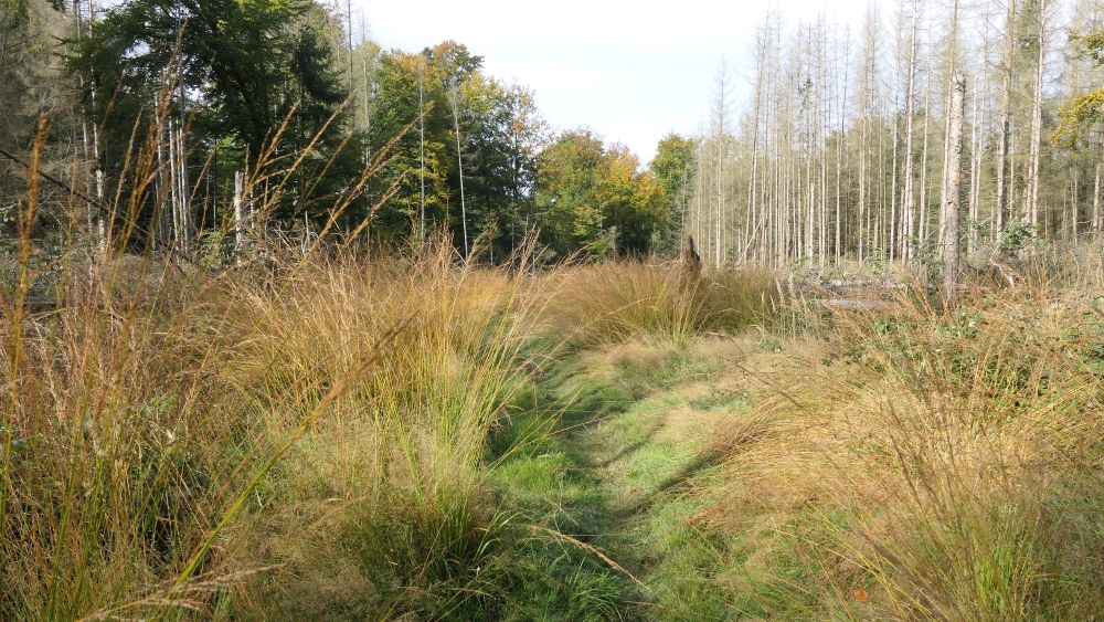 Weserberglandweg