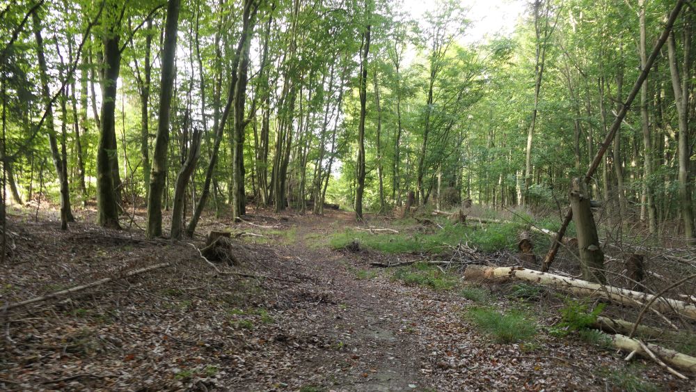 Weserberglandweg