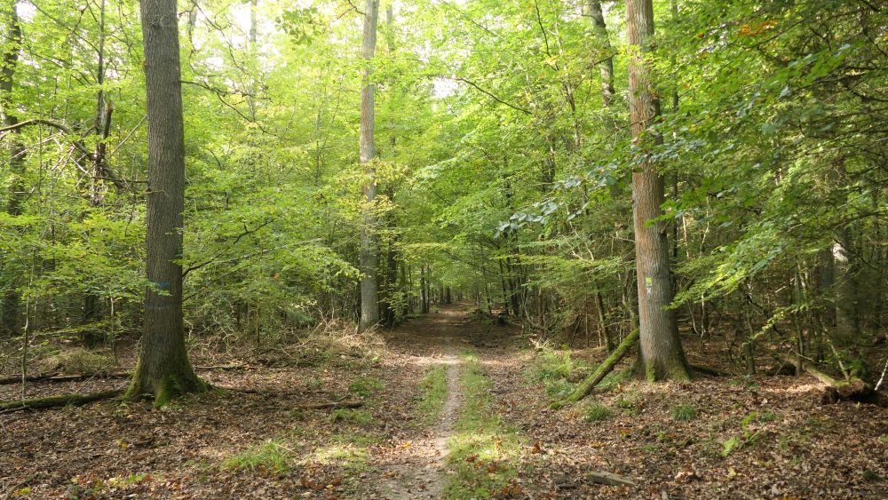 Weserberglandweg