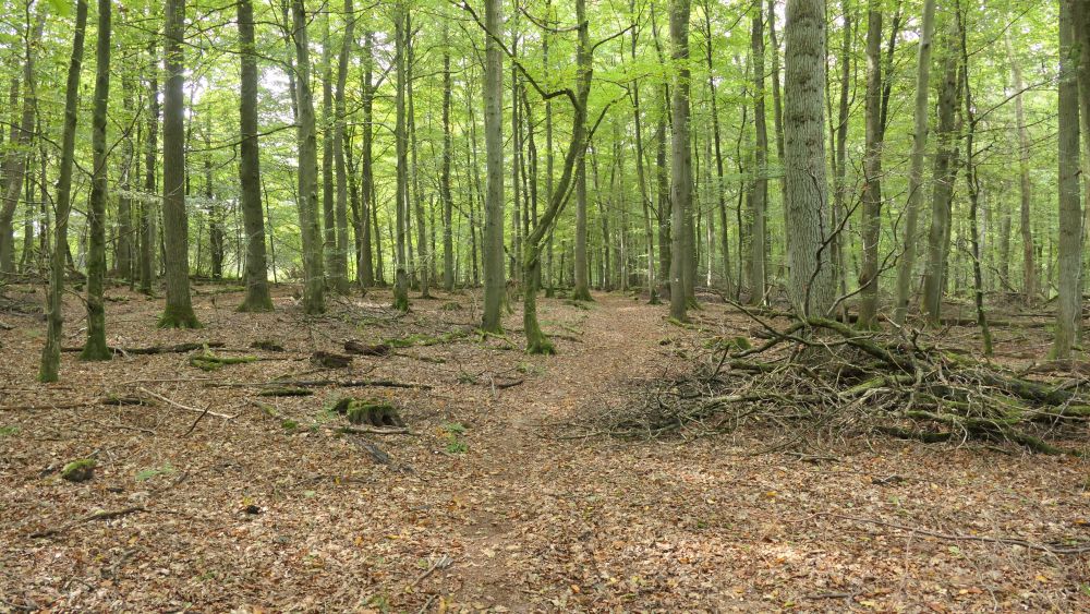Weserberglandweg