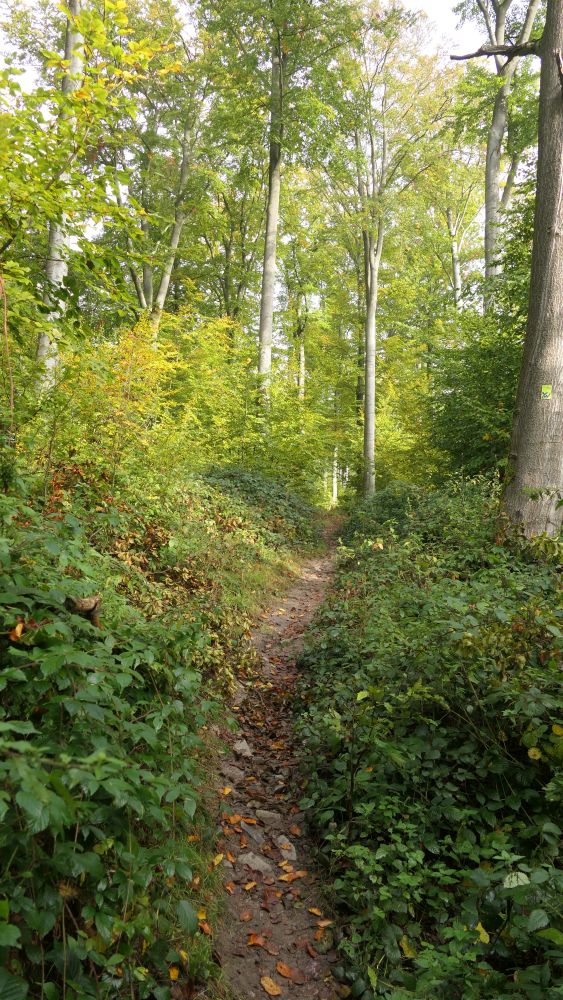 Weserberglandweg