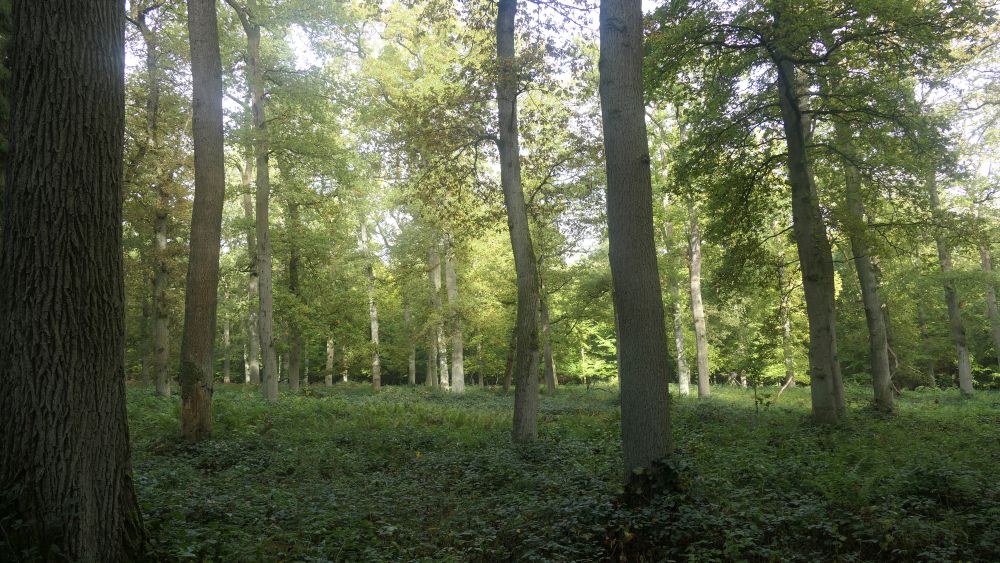 Weserberglandweg